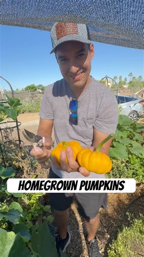 We grew pumpkins for my daughters classroom 🎃