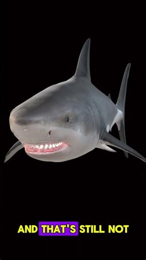 The terrifying reason a shark cant stop moving
