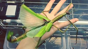 15K views · 732 reactions | Giant Stick Insect, (Eurycnema versirubra...