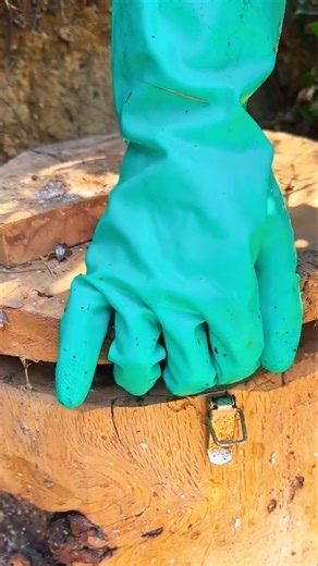 "Fresh Honeycomb – Nature’s Sweet Architecture!" OrganicHoney #Shorts #honey #honeycomb #trending