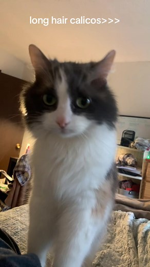 Long-Haired Calico Cats: A 10 Out of 10 Baddie