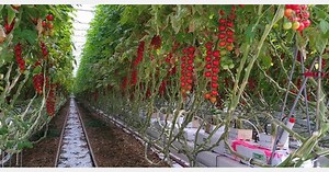 "Onder de indruk van hoe goed de robot plukken en dieven beheerst"