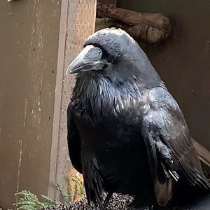 BOK BOK BOK: Be sure to turn the sound up to get an earful of Hello the Common Raven. These highly intelligent and playful birds can learn to talk and are known to mimic a variety of sounds. Stop by and you may hear Hello say “Hello!” #hellothecommonraven #commonraven #animalambassador #talk | Lindsay Wildlife Experience