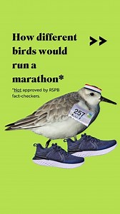 30K views · 144 reactions | Think you could outdo these birds? We're taking applications to run for the RSPB at the 2026 London Marathon until Sunday. Click our link in the comments to apply | RSPB | Facebook