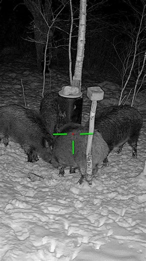 Unexpected Hog Moment on Camera #hunting