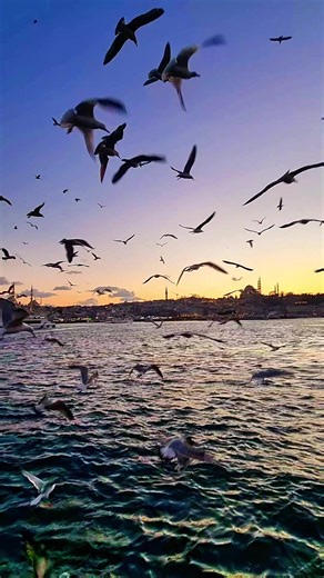 ✌️🇵🇸🍉✌️🇱🇧🌲🕊️🇺🇦 ✈️ Istanbul🇹🇷 🧳 Where life born #اسطنبول #istanbul #turkiye #istambul #Стамбул