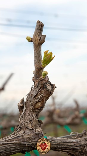 14 reactions | We're getting up close and personal with a California table grape bud today! During the bud break stage, tiny buds on California table grape vines start to swell, and green leaves start to appear. Appearance of the first green leaves through the bud scales is called bud break. Discover more about the annual California table grape cycle at https://bit.ly/3atHvg3. | Grapes From California | Facebook