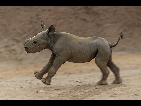 Critically Endangered Black Rhino Calf Hits the Ground Running
