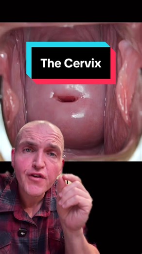 What does the cervix look like and what does it do? #tiktoklearningcampaign #learnontiktok #anatomy #medical #science