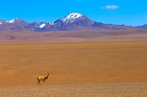 Vicuna Guanaco, animal wildlife in Bolivian Andes altiplano and...