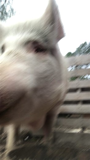 Hercules the Pet Pig: TikTok's Adorable Sensation