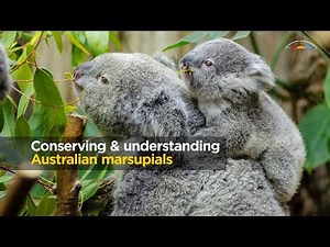 Conserving and understanding Australian marsupials