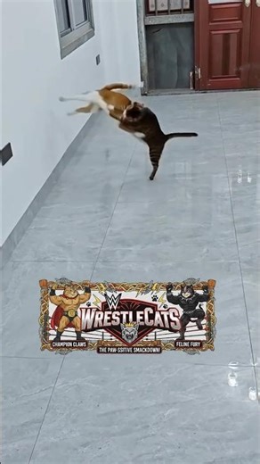 Cat Smackdown 2025 😂🐾 | Funniest WWE Cat parody