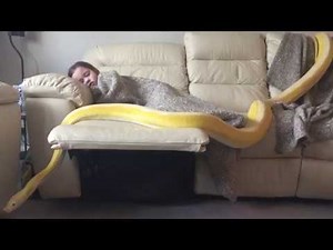 13ft Reticulated Python investigates sleeping human child. Does nothing. As usual.