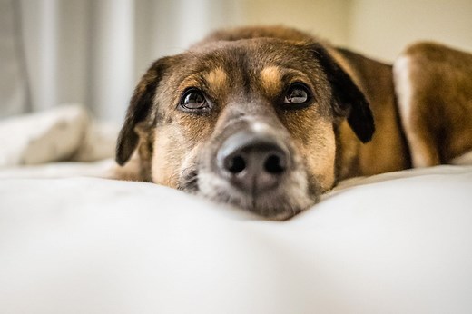 Can You Recognize the Signs of Hyperthyroidism In Dogs?