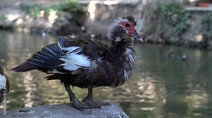 Muscovy duck female dries feathers on a stone on the bank of a pond in the Rodini park of Rhodes