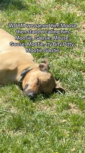 We love our Moose 🫎 and all of the nicknames we come up with #Moose #DogMom #pitbull #rottweiler