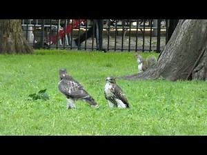Red-tailed hawk fledglings and squirrel react to adult hawk screaming