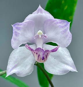 Aganisia cyanea (Syn. acacallis) ('Blueberry Cream'  x self)