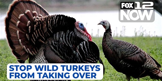 Stop wild turkeys from taking over your neighborhood in Oregon