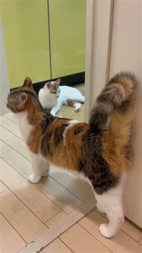 猫たちの平和な日常🐱💕