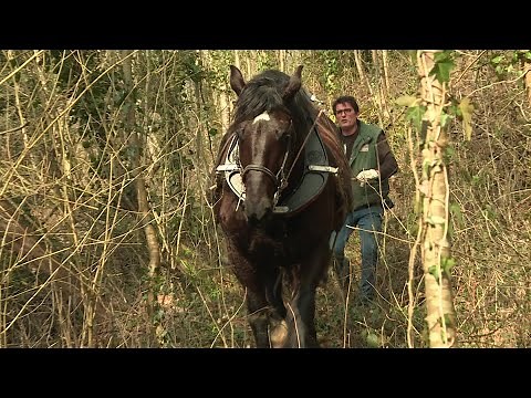 Tarn : le retour du cheval pour le travail à la ferme, le choix d'un agriculteur de Crespin