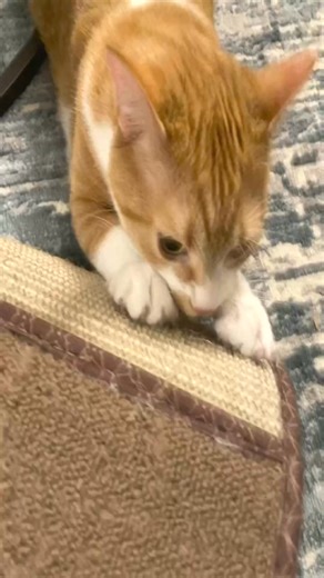Mango’s got the cat scratch fever #catscratch #asmr. | mangothekitten
