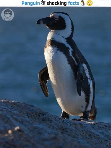 Penguin ke Shocking Facts 🐧 | Penguins You Never Knew 😱 | #shorts