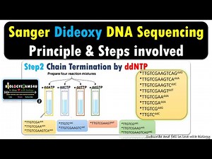 Sanger DNA Sequencing : Principles and Steps in Dideoxy Chain termination