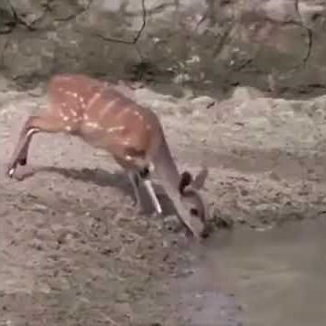 Alligator eating Deer