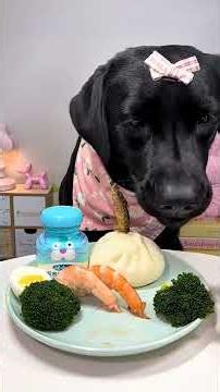 My Fork and I Are Best Friends. Labrador. Cute Pet Debut Plan