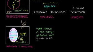 Overview of Sensation and Meissner's Corpuscle