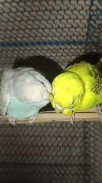 The cute budgies parrots love her female Budgies parrot #youtubeshorts #birds #yoitubeshorts #viral