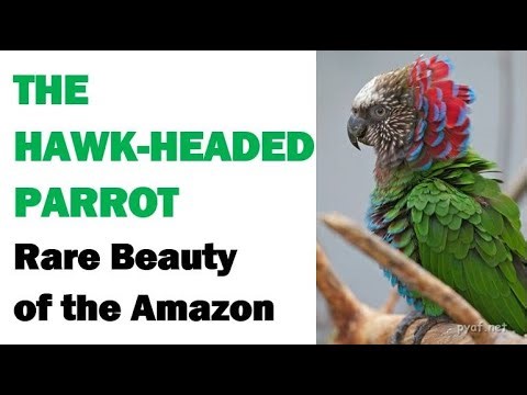 Hawk headed Parrot: An Avicultural Briefing Deroptyus accipitrinus – The Red Fan Parrot Explained