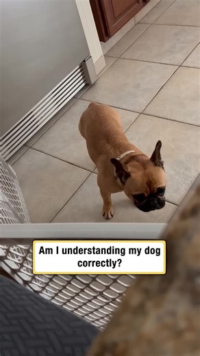 Am I understanding my dog correctly¿ (1920p_30fps_H264-128kbit_AAC)