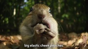 Did you know that chipmunks can store up to seven nuts in their mouths? Just look at those big, elastic cheek pouches! If you want to learn more about these cute, little creatures, then click the link below and start watching "Going Nuts" on MagellanTV 👇 https://ow.ly/3UAB50Qnc7E | MagellanTV