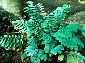 Zamia pygmaea - Alchetron, The Free Social Encyclopedia