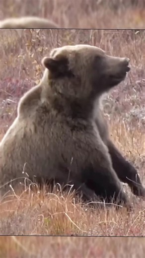 Bear hunting in the wild taiga | Thrilling moments and incredible footage #Hunting #BearHunting