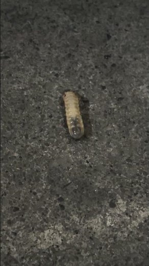 Coleoptera sp. (October 28, 2025)