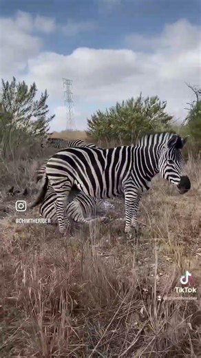 #throwback to our #ZebraSurprise during our #GroenkloofHike #hakunamatata