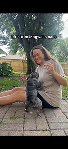 Day 39 with Mogwai: French Bulldog Rescue Update