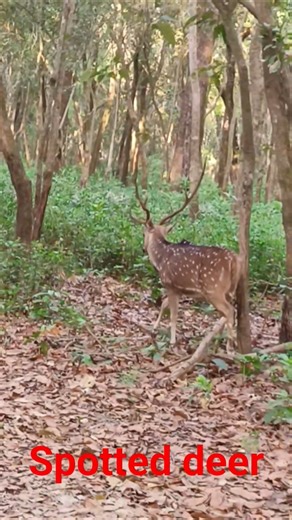 Spotted Deer Walks Beside Jeep #wildlife #jimcorbett #safari #trending #viral #shorts #funny #comedy