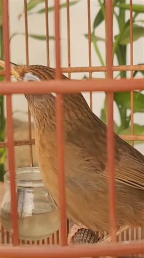 Mái thúc giục trống víp đây anh em