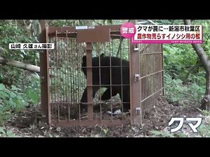 【クマ】農作物を荒らすイノシシ対策のおりにクマ 今年度の人的被害２件 県は注意呼びかけ 《新潟市秋葉区》