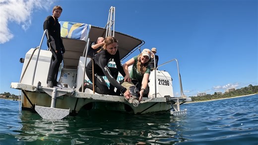 Marine turtles are NSW residents?! 🌊🐢 Our new marine turtle tagging project is revealing the secret lives of turtles along the NSW coast! Led by Taronga scientists, in partnership with Sydney Institute of Marine Science (SIMS), NSW National Parks and Wildlife Service, and Gumbaynggirr Land and Sea Rangers, 21 turtles are currently being tracked via satellite tags to learn about their movement and habitat use in NSW waters. Early findings show NSW is a vital climate refuge for these threatened