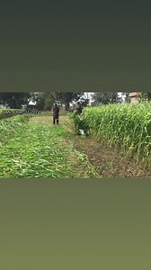 78 reactions · 6 comments | Automatic Reaper Machine , best cutting  For more details call @ 0304-111-222-0 || Soby Agro Machinery. #machines #agriculture #crops #farmers #foryou #viralvideo #tractor #farming #dairyfarm #dairyfarming | Soby Agro Machinery | Facebook