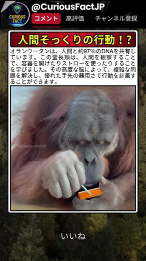 オランウータンは人間を見てどこまで学べる？