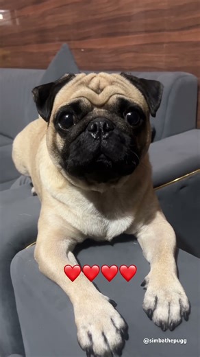 💕 #simbathepug #dog #pug #speakpug #cuteanimal #pets #mypug #cutedog