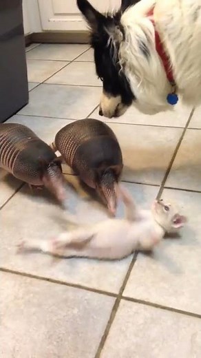 Three baby armadillos meet a kitten