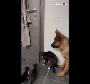 The purrfect escape plan: German shepherd and cat team up to open bathroom door